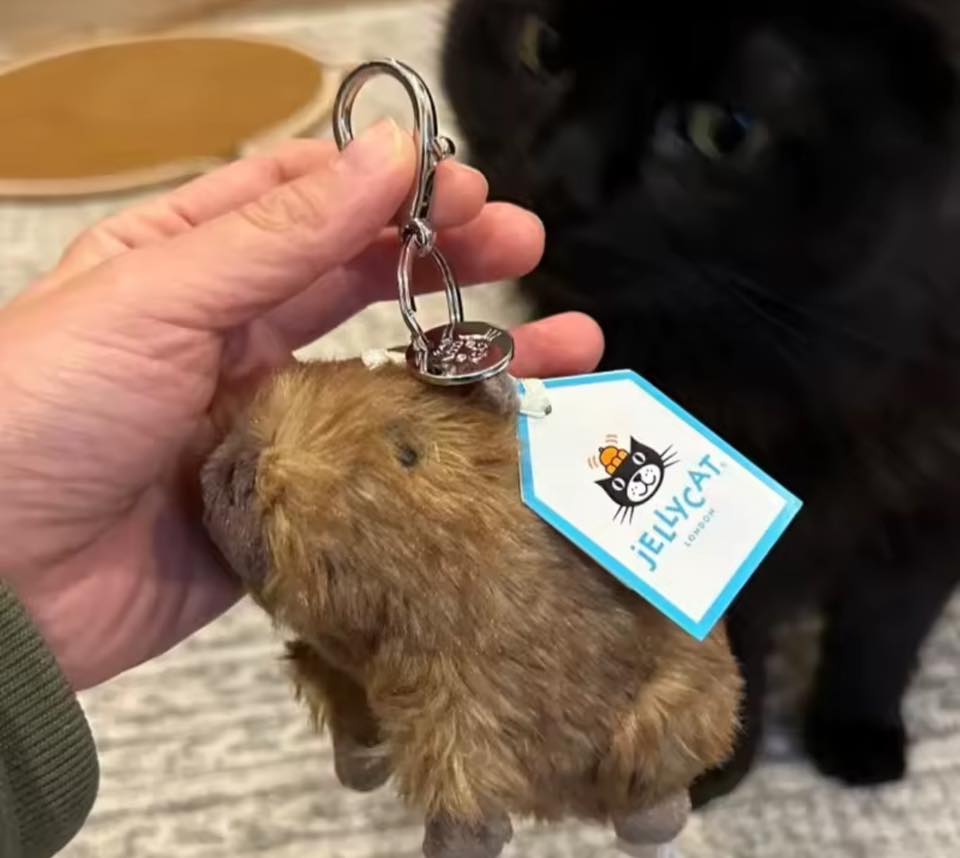 Capybara Jelly cat inspired Keychain